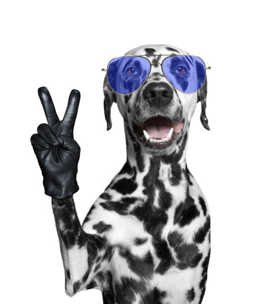 Dalmatian dog with victory fingers. Isolated on white stock photo
