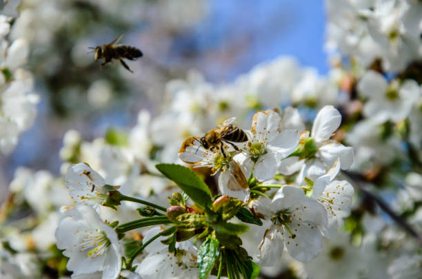 istock Honeybee collecting nectar from flowers of the cherry tree 948902978
