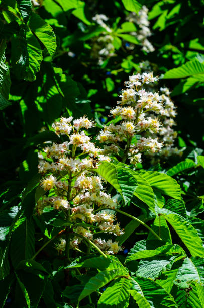 istock Flowers of the chestnut tree 948905540