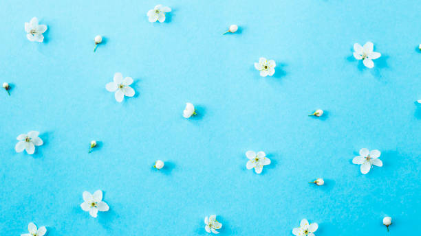istock Small white spring flowers on a blue background are scattered evenly. Spring comes concept. Top view, flat lay 948906312