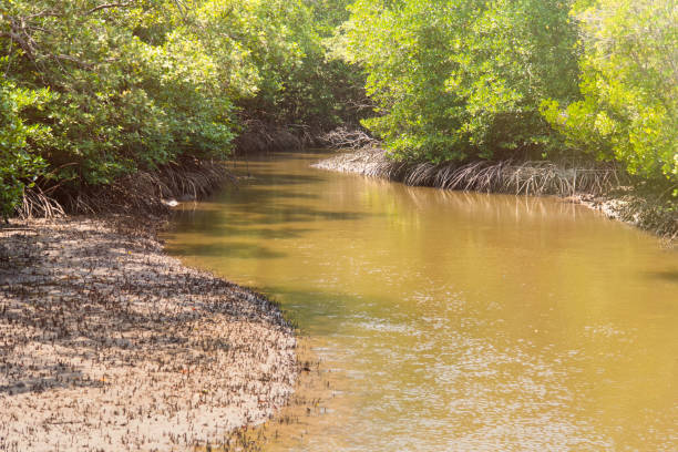 istock Small canal in Mangrove Forest.Thailand. 948906750