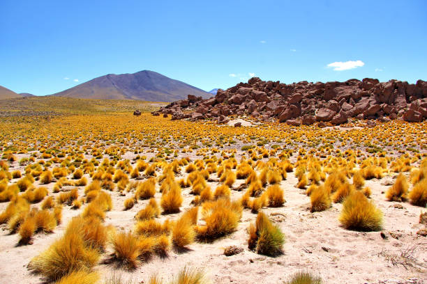 deserto di atacama - geyser nature south america scenics foto e immagini stock