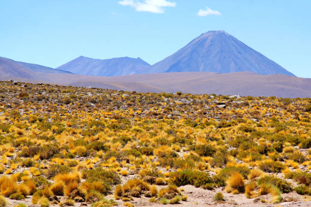 desierto de atacama - south texas fotografías e imágenes de stock