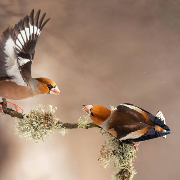 istock Hawfinch (Coccothraustes coccothraustes) with spread wings pass each other food 948915126