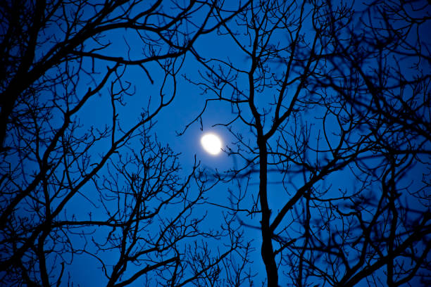 istock Incomplete moon in the night sky through the branches of trees 948915774