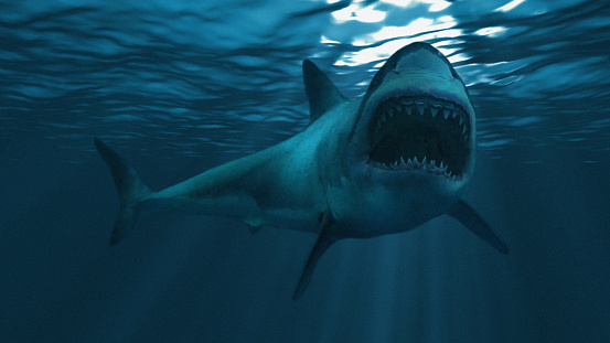 Gran tiburón blanco submarino diagonal, foco en la mitad delantera photo