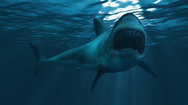 istock Great white shark underwater diagonal, focus on the front half 948920056