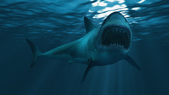 Great white shark underwater diagonal, focus on the front half