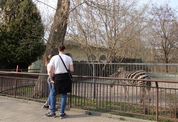 Kiev, Ukraine - April 11, 2018 People at the zoo are looking at zebras on a spring day
