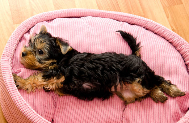 istock Beautiful puppy yorkshire terrier 948931006