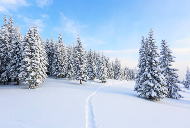 istock On the lawn covered with white snow there is a trampled path that lead to the dense forest in nice winter day. Beautiful winter background. 948931228