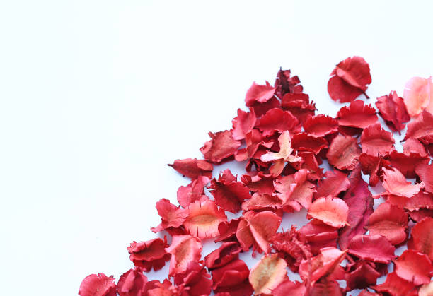 istock Abstract Dry flowers petals on white background. 948937352