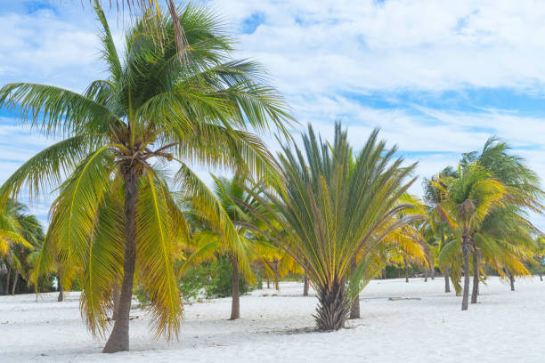 istock Landscape on an exotic beach with palm trees 948937984