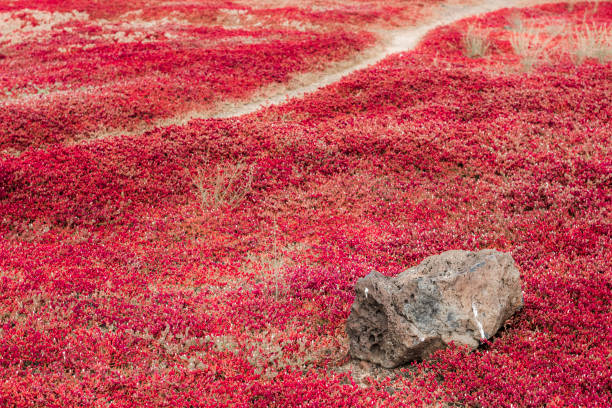 istock Volcanic stone in the middle of red vegetation 948938452