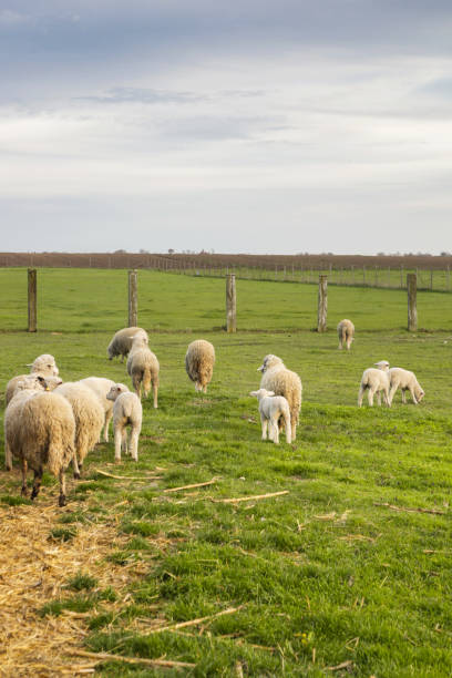 istock Sheep on the farm 948938876