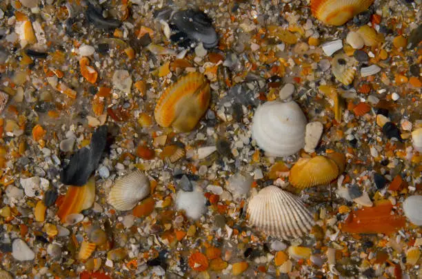 seashell pieces