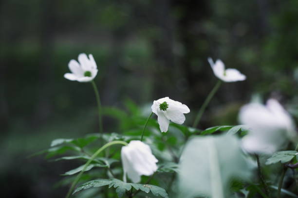 istock Spring flowers fresh green nature forest closeup 948943852