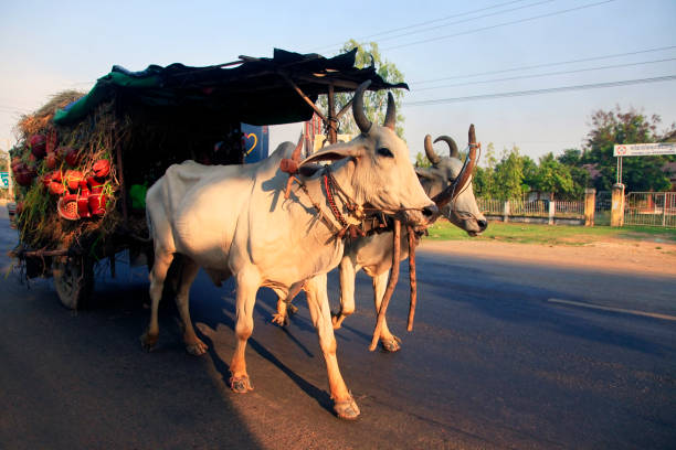 SIEM REAP, CAMBODIA - APRIL 10, 2014: Traditional carriage drawn by cows in Seam Reap, 10 April, 2014. Cambodia