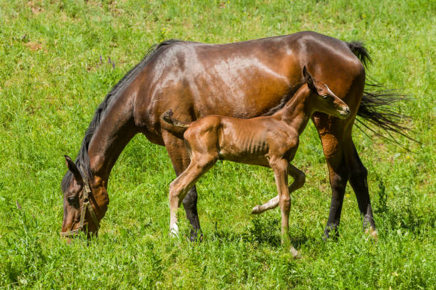 istock Chestnut mare with young foal grazing on a spring pasture 948947536
