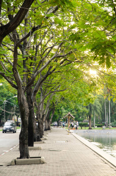 istock Abstract blurred big green park in city 948949152