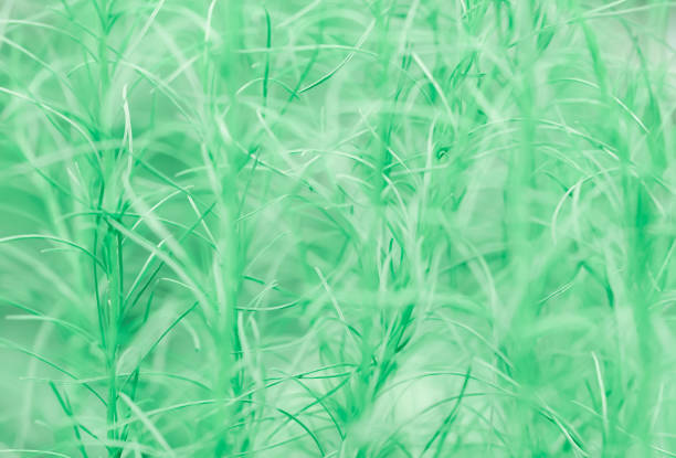 istock soft focus green leaves  texture blur background 948949160