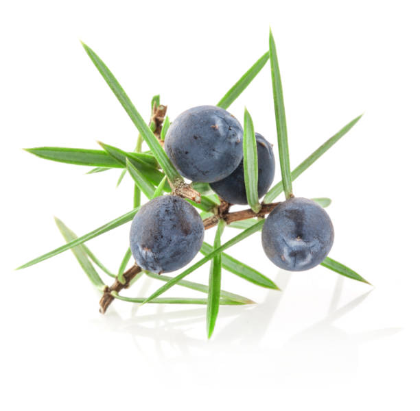 istock Juniper twig with berries isolated on white background 948955748