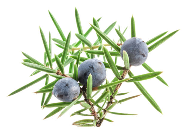 istock Juniper twig with berries isolated on white background 948955768