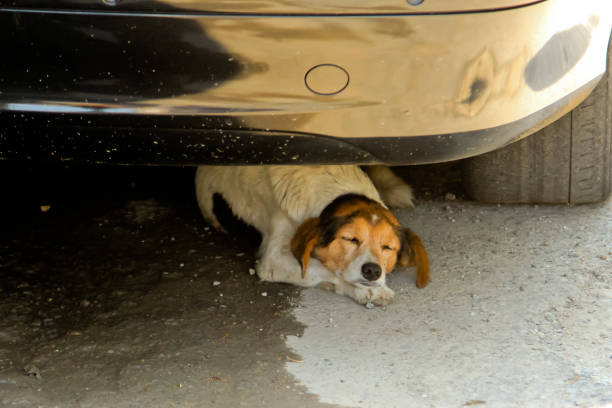 istock A homeless dog sleeps in the shade under a car 948961068