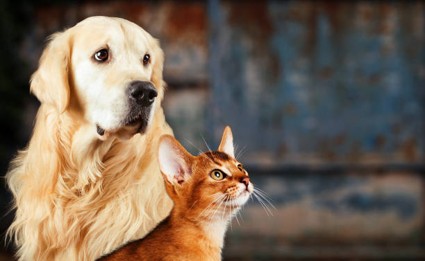 кошка и собака, абиссинская кошка, золотой ретривер вместе на ржавом красочном фоне, грустное тревожное настроение. - blue cat стоковые фото и изображения
