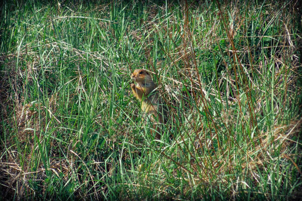 istock The gopher sits in a burrow and emerges from it 948965754