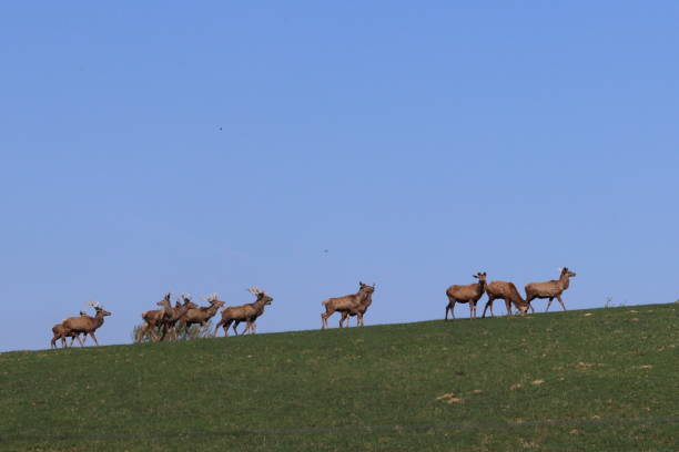 istock A herd of deer grazing in the spring on a green meadow. 948967014