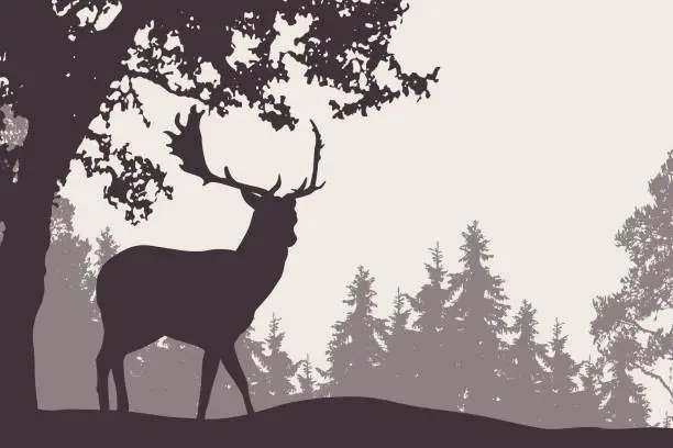 Vector illustration of Vector illustration of a fallow deer standing under a deciduous tree with coniferous forest in the background - suitable as an advertisement for nature, travel or hunting