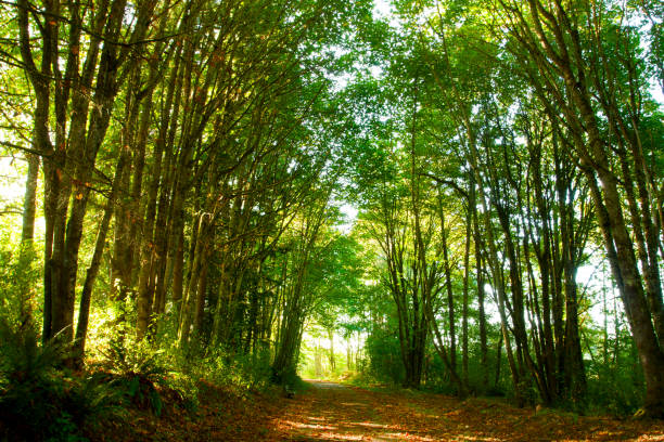 istock Pacific Northwest forest hiking trail 948974102