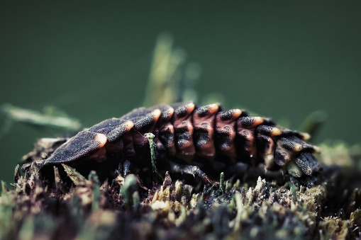 Detailed close-up photo of a Common glow-worm (Firefly) larva.