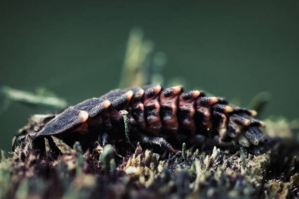 Detailed close-up photo of a Common glow-worm (Firefly) larva Detailed close-up photo of a Common glow-worm (Firefly) larva. lampyris noctiluca stock pictures, royalty-free photos & images