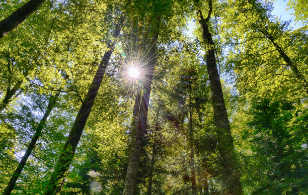 Sunny forest stock photo
