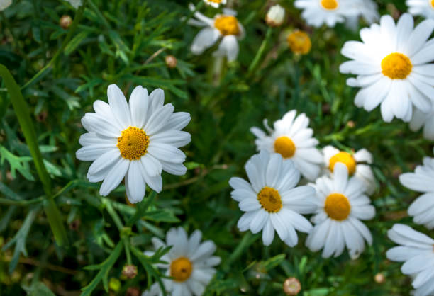 istock Closeup of daisy flowers in spring 948991764