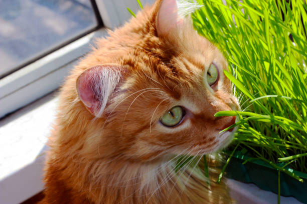 istock Red cat sits on balcony about green sprouts of oats in container. 948998384