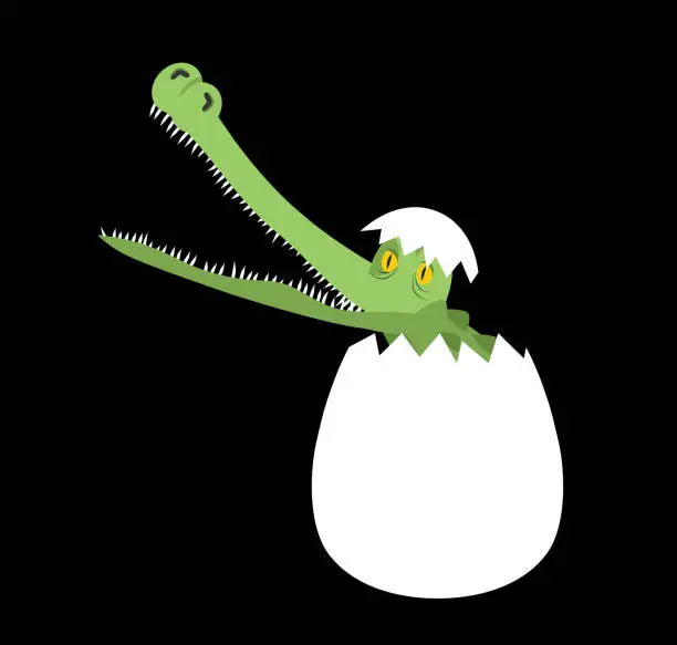 Vector illustration of Hatched crocodile from egg isolated. Vector illustration