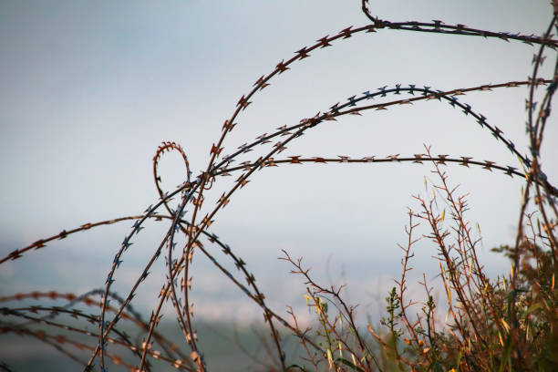 istock Vegetation and barbed wire against the sky 949016984