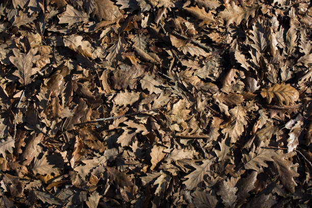 istock Autumn background with dry leaves 949024580