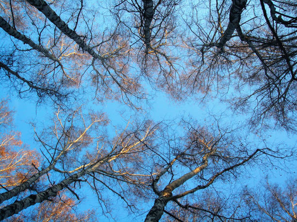 istock The blue sky with crowns in the early spring. 949025342