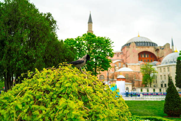 istock sultan ahmed garden - ayasofia garden 949032284
