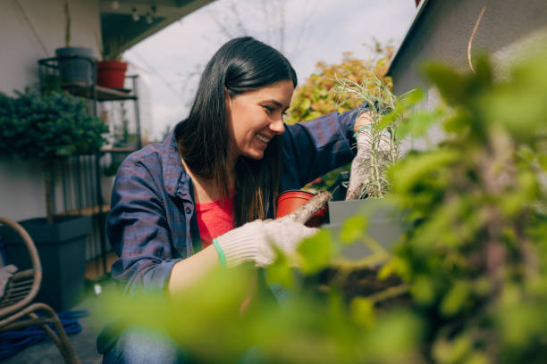 istock Young woman arranging plants in her rooftop garden 949032406