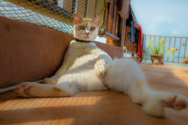 Cute funny Kitten chilling out in the Summer heat wave Here we see one cute Kitten lying in a funny position with legs apart.  On a hot Summers day, this is a relaxed cool position to beat the heat wave.  Image taken in Ko Lanta, Thailand. legs apart stock pictures, royalty-free photos & images