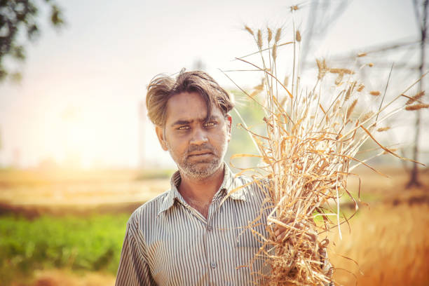 istock Portrait of Farmer holding wheat 949033408