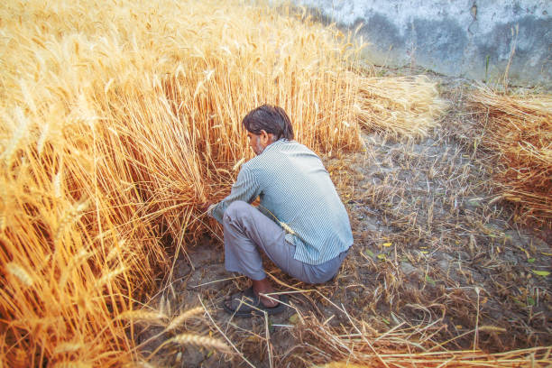 istock Asian man Cutting wheat with sickle 949036182