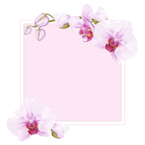 ilustraciones, imágenes clip art, dibujos animados e iconos de stock de orchid bastidor - moth orchid