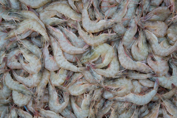 istock FRESH PRAWN OR RIVER SHRIMP AT FRESH MARKET, SELECTIVE FOCUS AND BLURRY BACKGROUND 949040592