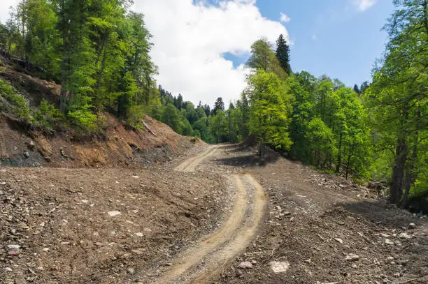 Photo of Off-road in the forest.